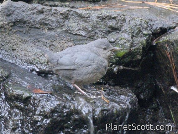 American Dipper (Cinclus mexicanus)