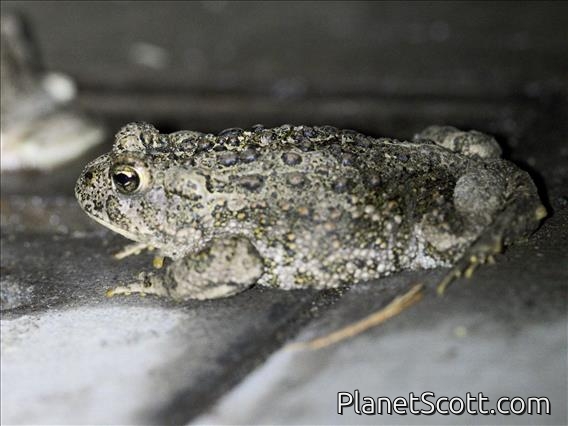 Western Toad (Anaxyrus boreas)