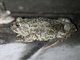 Western Toad (Anaxyrus boreas)