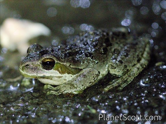 Pacific Chorus Frog (Pseudacris regilla)