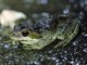 Pacific Chorus Frog (Pseudacris regilla)