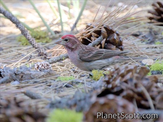 Cassin's Finch (Haemorhous cassinii) - Male