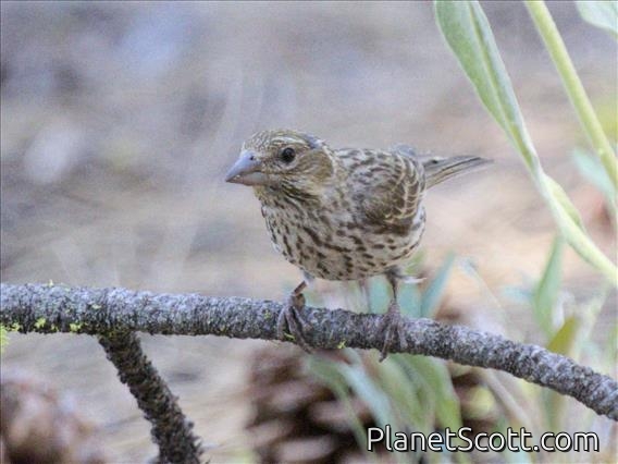 Cassin's Finch (Haemorhous cassinii) - Female