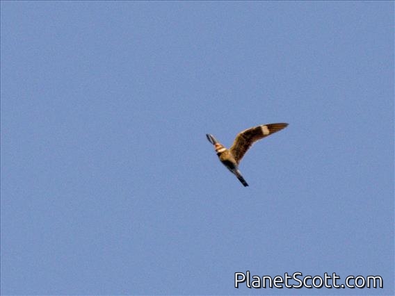 Common Nighthawk (Chordeiles minor)