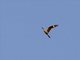 Common Nighthawk (Chordeiles minor)