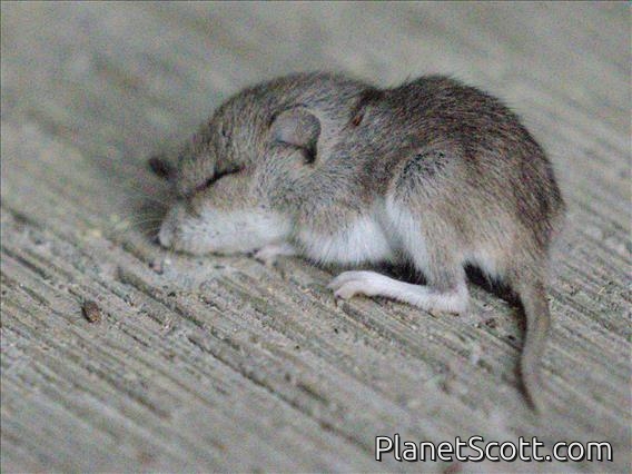 Western Deer Mouse (Peromyscus sonoriensis)