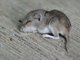 Western Deer Mouse (Peromyscus sonoriensis)