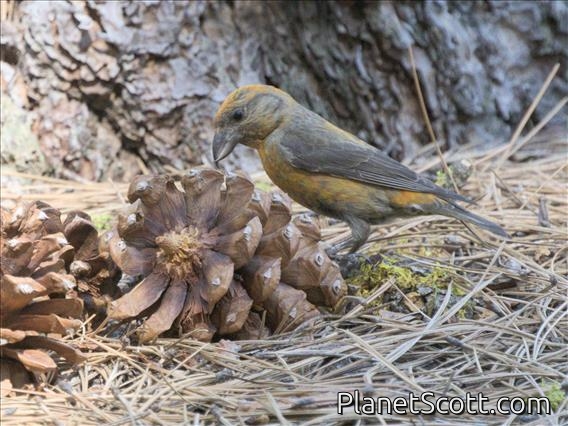 Red Crossbill (Loxia curvirostra)