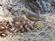 Red Crossbill (Loxia curvirostra)