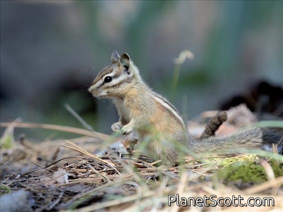 Long-eared Chipmunk (Neotamias quadrimaculatus)
