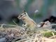 Long-eared Chipmunk (Neotamias quadrimaculatus)
