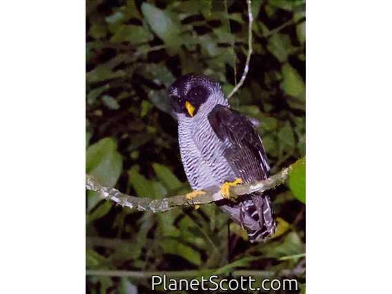 Black-and-white Owl (Strix nigrolineata)