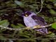 Black-and-white Owl (Strix nigrolineata)