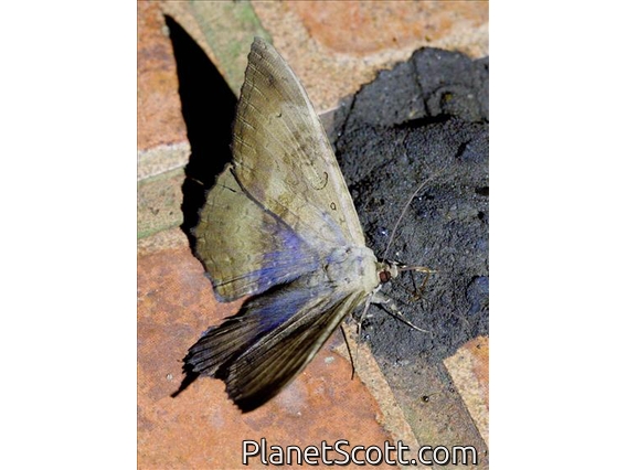 Thermesiini Moth (Feigeria magna)