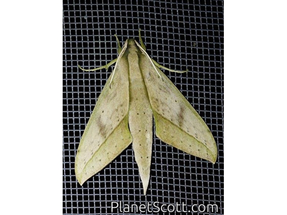 Choerocampina Moth (Xylophanes anubus)