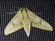 Choerocampina Moth (Xylophanes anubus)
