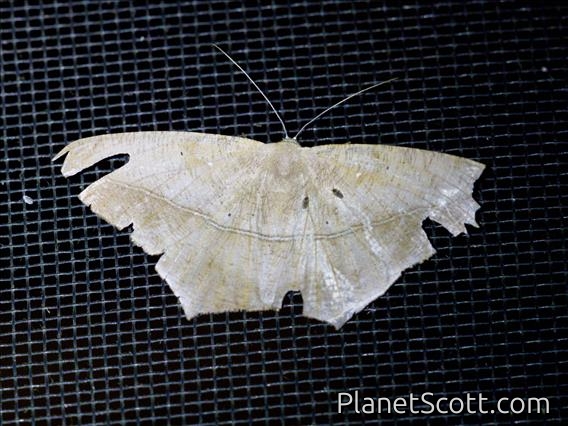 Geometer Moth (Geometridae sp)