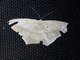 Geometer Moth (Geometridae sp)