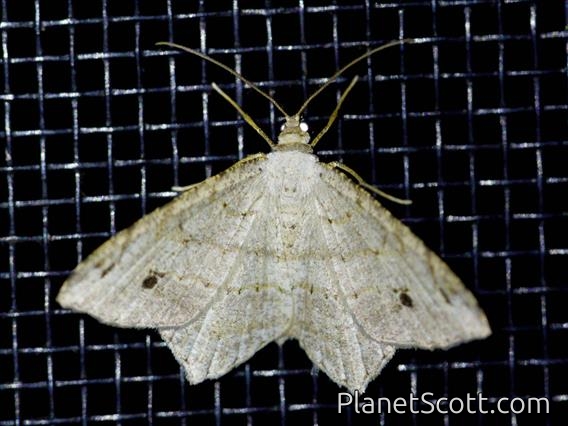 Angle Moth (Macariini sp)
