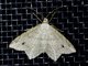 Angle Moth (Macariini sp)