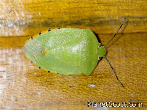 Green Stink Bug (Chinavia runaspis)