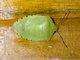 Green Stink Bug (Chinavia runaspis)