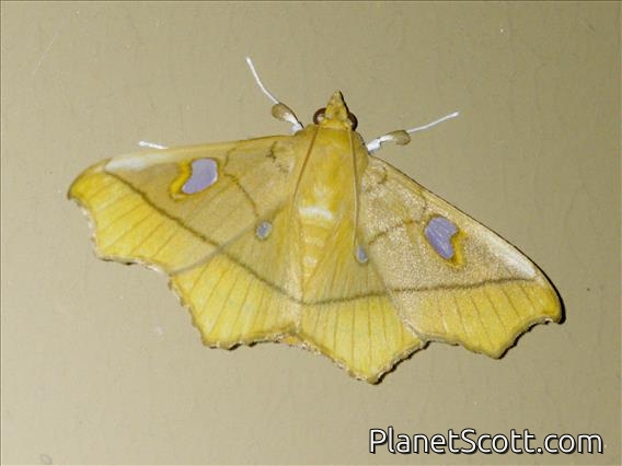 Pearl Moth (Midila sp)
