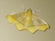 Pearl Moth (Midila sp)