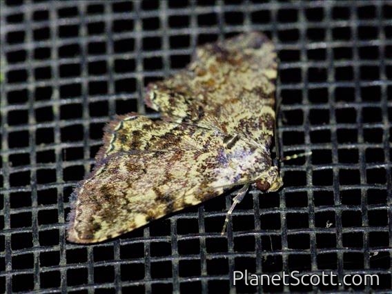 Pearl Moth (Spilomelinae sp)