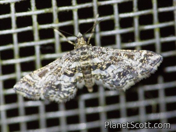 Pearl Moth (Diasemiopsis sp)