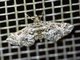 Pearl Moth (Diasemiopsis sp)