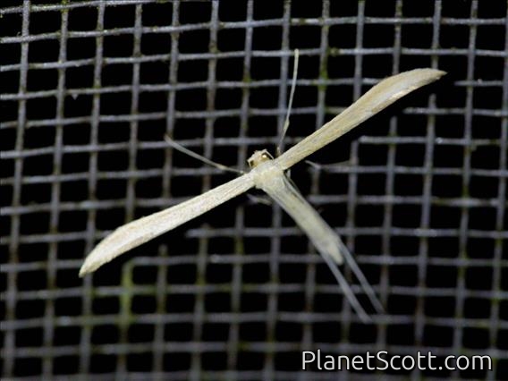 Plain Plume Moth (Hellinsia homodactylus)