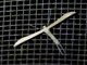 Plain Plume Moth (Hellinsia homodactylus)