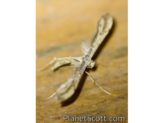 Plume Moth (Pterophoridae sp)