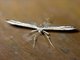 Plume Moth (Pterophoridae sp)