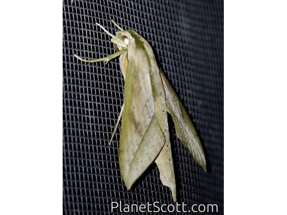 Choerocampina Moth (Xylophanes anubus)