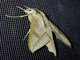 Choerocampina Moth (Xylophanes anubus)