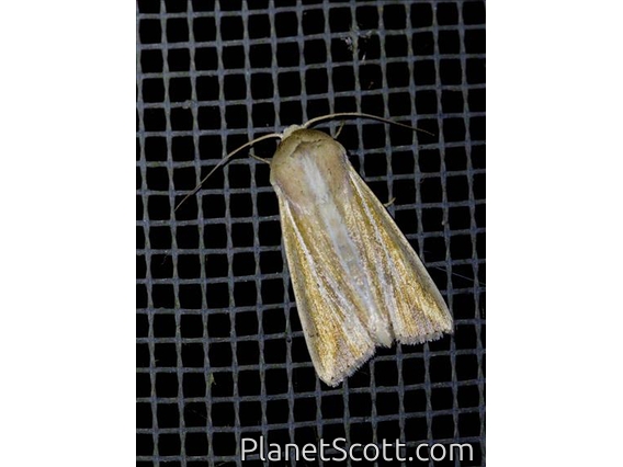 Cutworm Moth (Noctuidae sp)