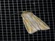 Cutworm Moth (Noctuidae sp)