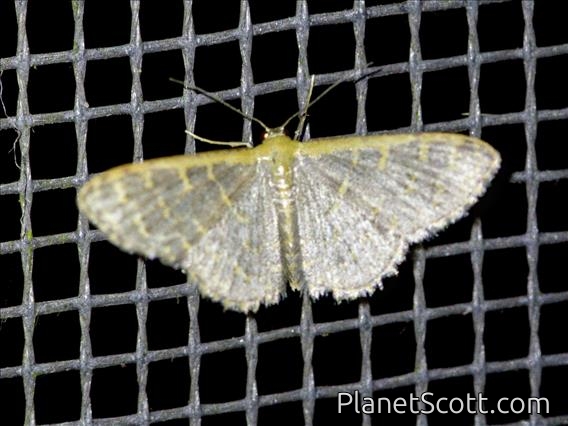 Wave Moth (Leptostales sp)