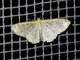 Wave Moth (Leptostales sp)