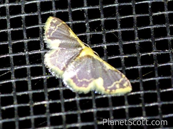 Geometer Moth (Geometridae sp)