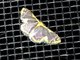 Geometer Moth (Geometridae sp)