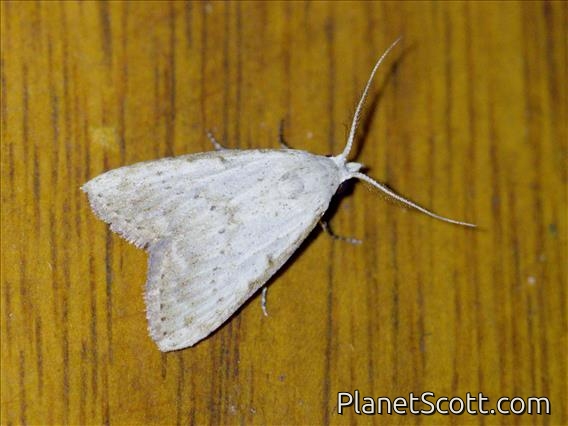 Tufted Moth (Nolini sp)