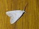 Tufted Moth (Nolini sp)