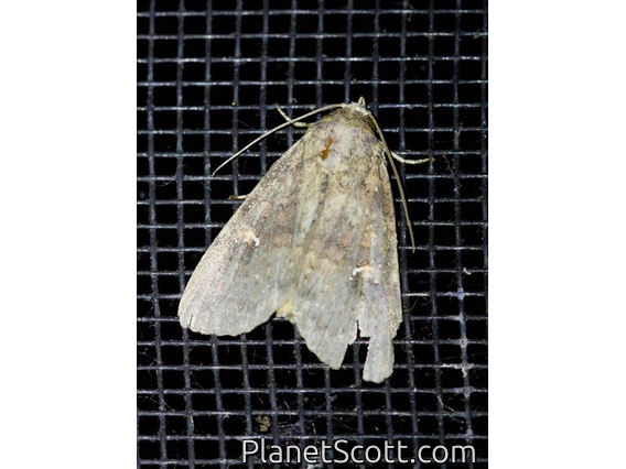 Cutworm Moth (Leptostales sp)