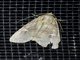 Cutworm Moth (Leptostales sp)