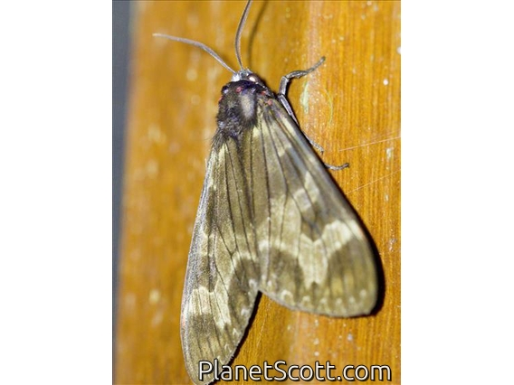 Tiger Moth (Dysschema sp)
