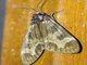 Tiger Moth (Dysschema sp)