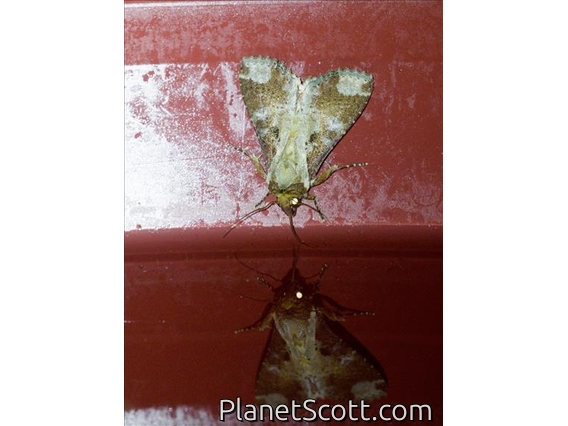 Groundling Moth (Condica imitata)